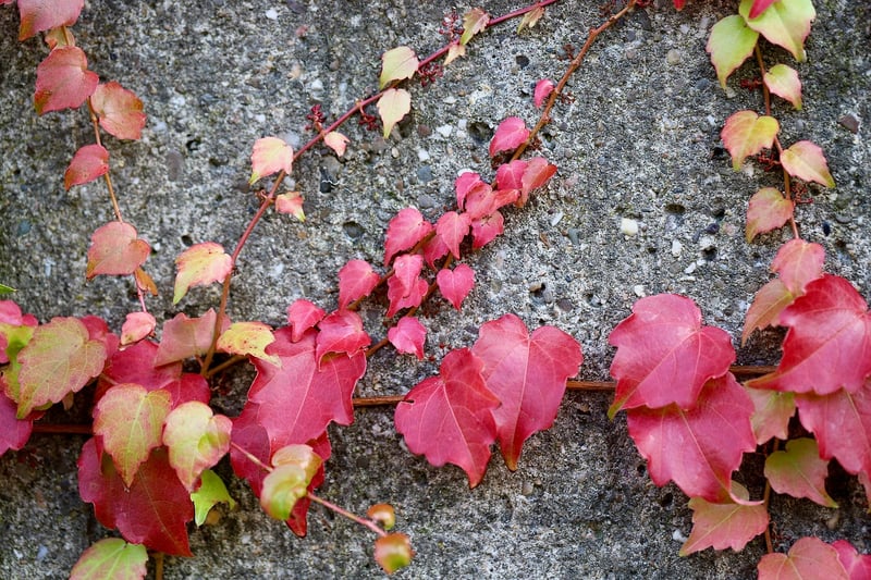Outdoor plant walls