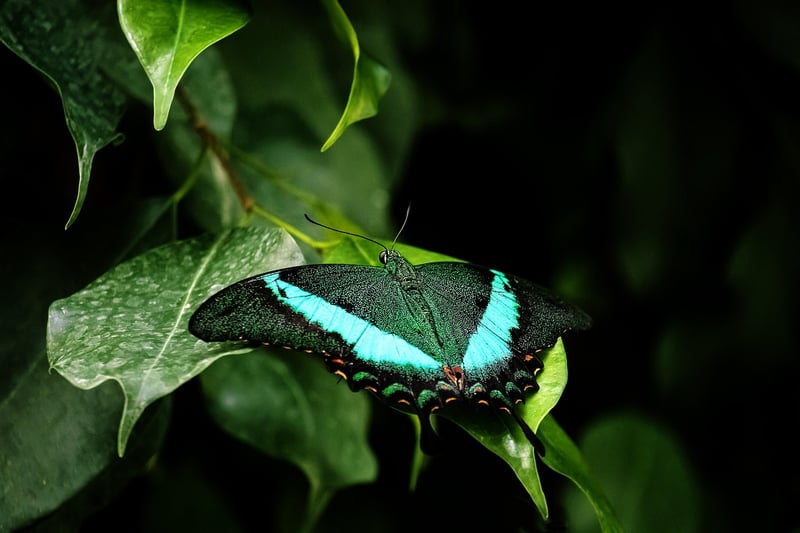 Air-Purifying Plants
