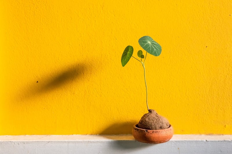 Indoor Greenery